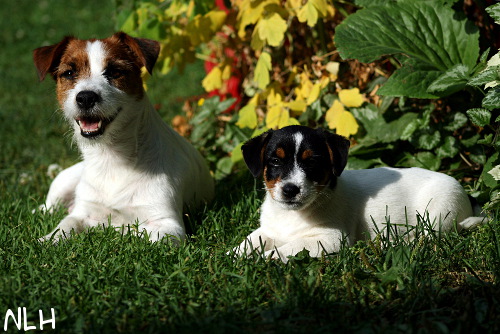 100714_inka ruben.jpg - Inka & Milo